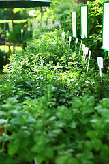 Image showing Herbs on the market