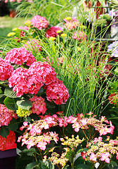 Image showing Flowerbed