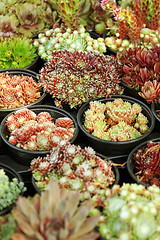 Image showing Succulents for sale