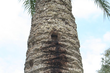 Image showing A squirrel´s food store