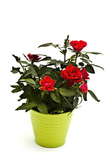 Image showing Red roses