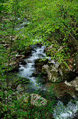 Image showing Forest waterfall