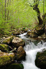 Image showing Forest waterfall