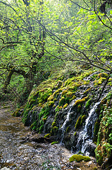 Image showing Forest waterfall