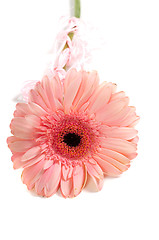 Image showing Pink gerbera