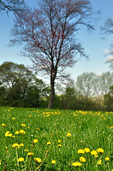 Image showing Dandelions in park