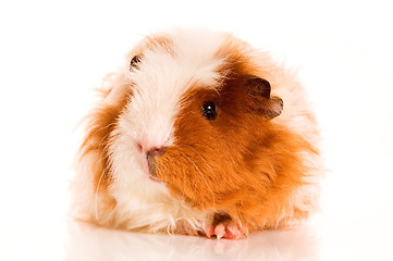 Image showing long hair guinea pig