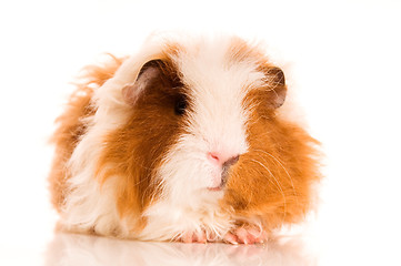 Image showing long hair guinea pig