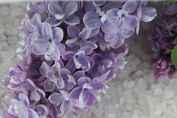 Image showing Lilac in blossom on the sea salt