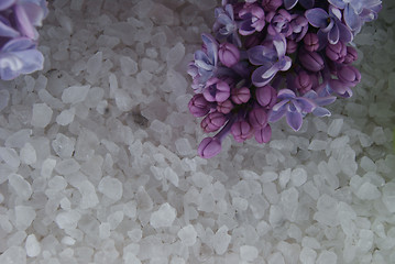 Image showing Lilac bursting into blossom on the sea salt
