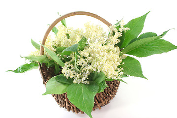 Image showing Elderflower