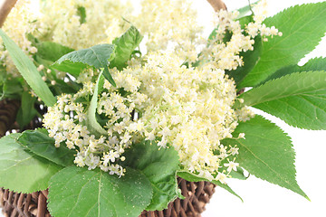 Image showing Elderflower