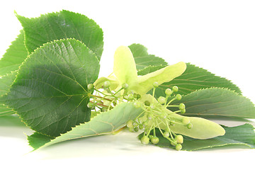 Image showing Linden flowers