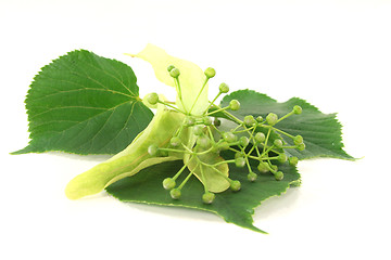 Image showing Linden flowers