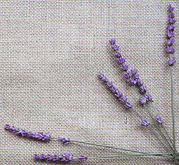 Image showing Lavender flowers on sackcloth background 