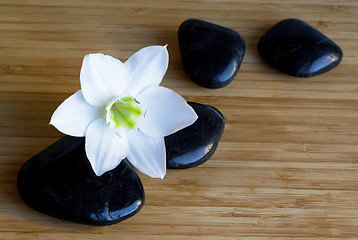 Image showing Spa black stones with white flower 