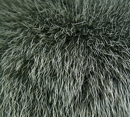 Image showing The fur of a mink painted green colour can use as a background t