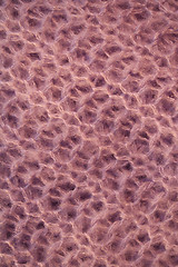 Image showing Pink wool background