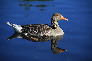 Image showing Greylag goose