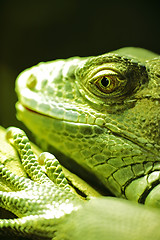 Image showing green iguana