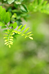 Image showing leaf background