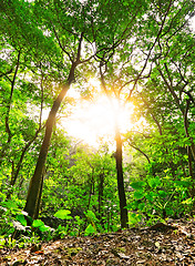 Image showing Morning sunbeam shine through green forest