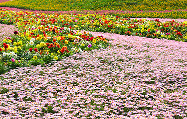 Image showing flower field