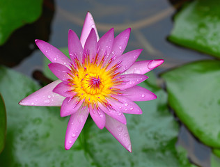 Image showing lotus