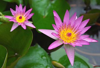 Image showing lotus