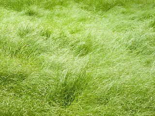 Image showing Grass background.