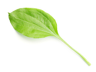 Image showing Plantain leaf isolated on white background.