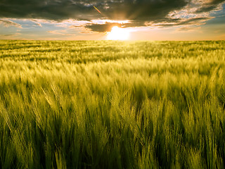 Image showing Field and sun.