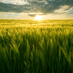 Image showing Field and sun.