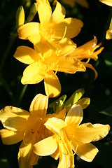 Image showing Yellow lilies