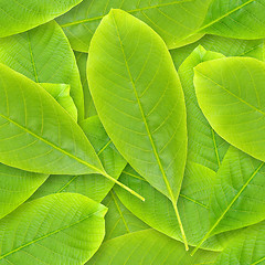 Image showing Nutwood leafs seamless background.