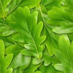 Image showing Oak leafs seamless background.