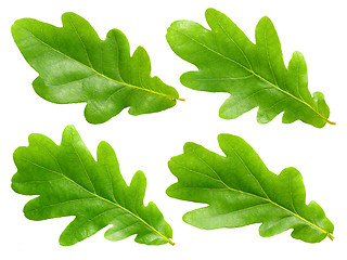 Image showing Oak leafs.