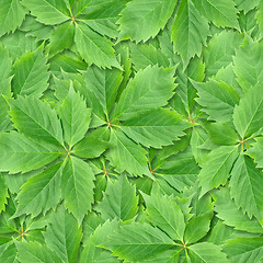 Image showing Vine leafs seamless background.