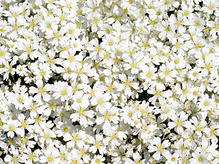 Image showing White flowers.