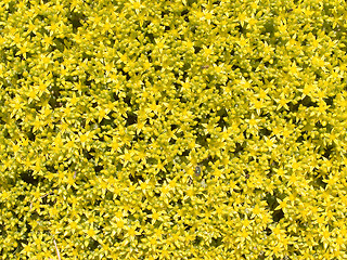 Image showing Yellow flowers.