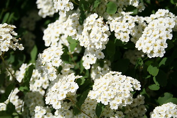 Image showing Spiraea flowers