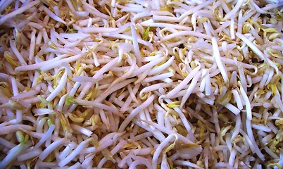 Image showing Beansprout