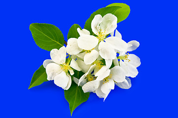 Image showing Apple flowers on a blue background