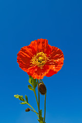 Image showing Orange poppies against blue sky