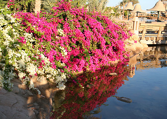 Image showing Flowers in Resort Sharm-Al-Sheikh 