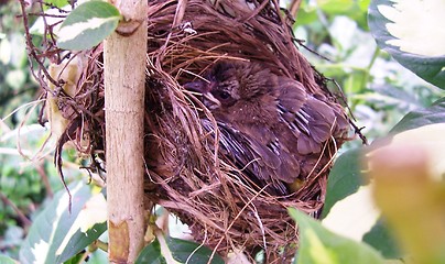 Image showing Bird In Nest