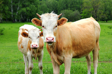 Image showing two young bull on green meadow