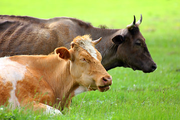 Image showing two cows resting on green meadow