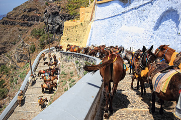 Image showing donkeys from Santorini