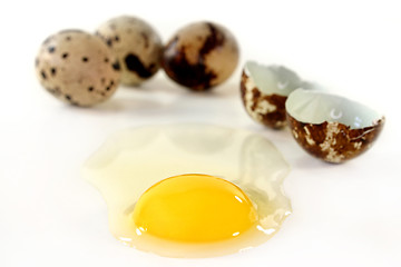 Image showing Quail eggs